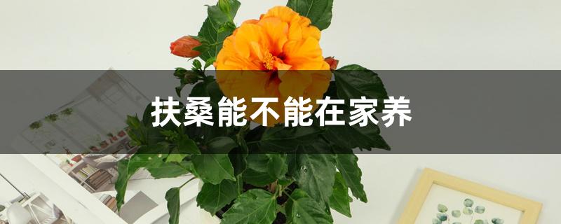 扶桑能不能在家养 扶桑能不能在家养