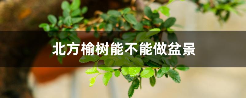 北方榆树能不能做盆景 北方榆树能不能做盆景
