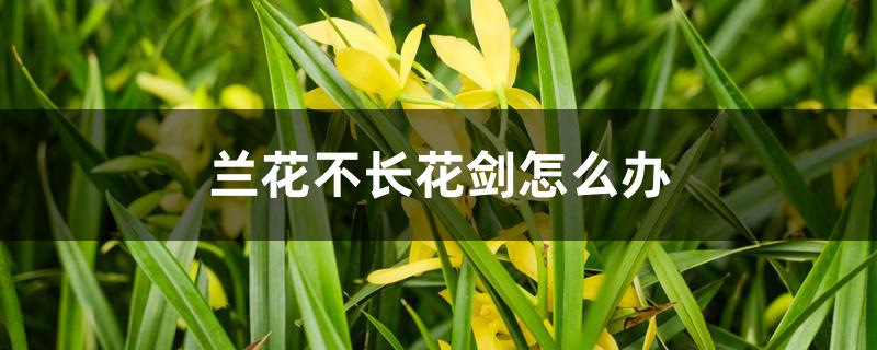 兰花不长花剑怎么办 兰花不长花剑怎么办