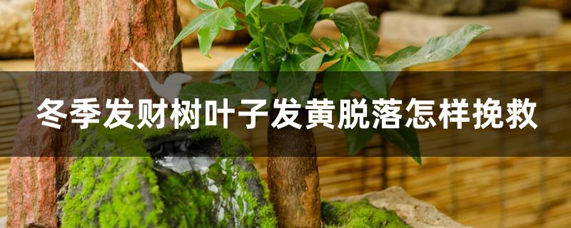 冬季发财树叶子发黄脱落怎样挽救 冬季发财树叶子发黄脱落怎样挽救