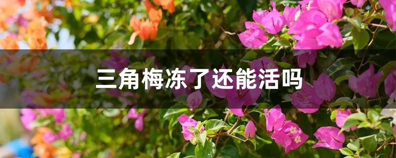 三角梅冻了还能活吗 三角梅冻了还能活吗
