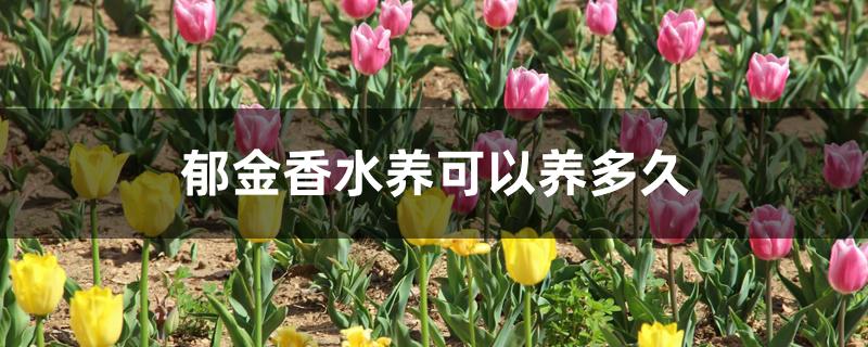 郁金香水养可以养多久 郁金香水养可以养多久