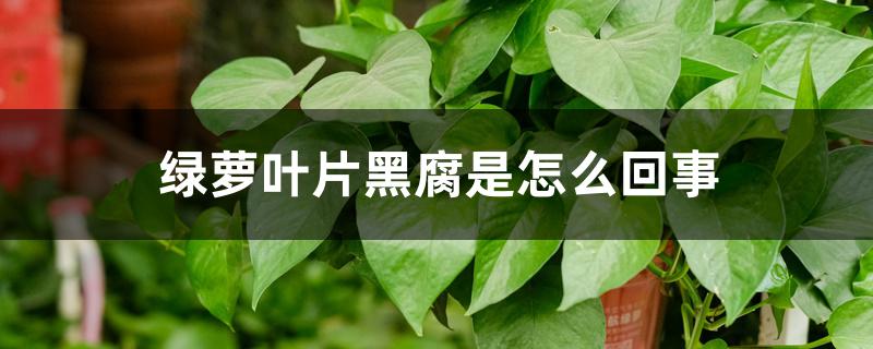 绿萝叶片黑腐是怎么回事