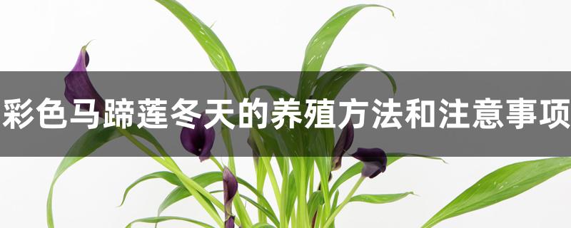 彩色马蹄莲冬天的养殖方法和注意事项 彩色马蹄莲冬天的养殖方法和注意事项