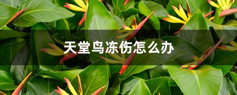 天堂鸟冻伤怎么办 天堂鸟冻伤怎么办