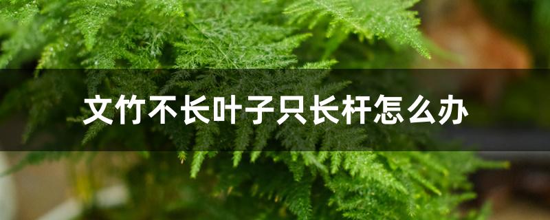 文竹不长叶子只长杆怎么办 文竹不长叶子只长杆怎么办