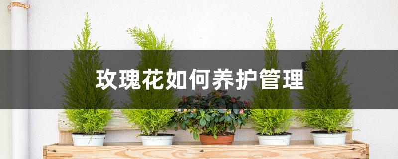 玫瑰花如何养护管理 玫瑰花如何养护管理