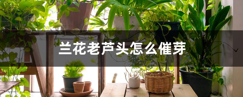 兰花老芦头怎么催芽 兰花老芦头怎么催芽