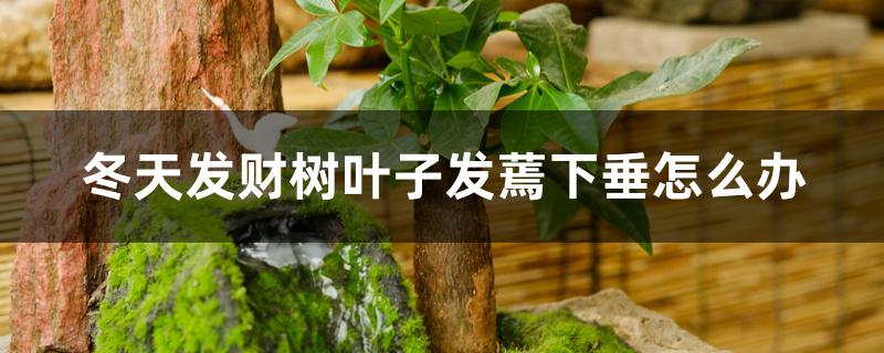 冬天发财树叶子发蔫下垂怎么办 冬天发财树叶子发蔫下垂怎么办
