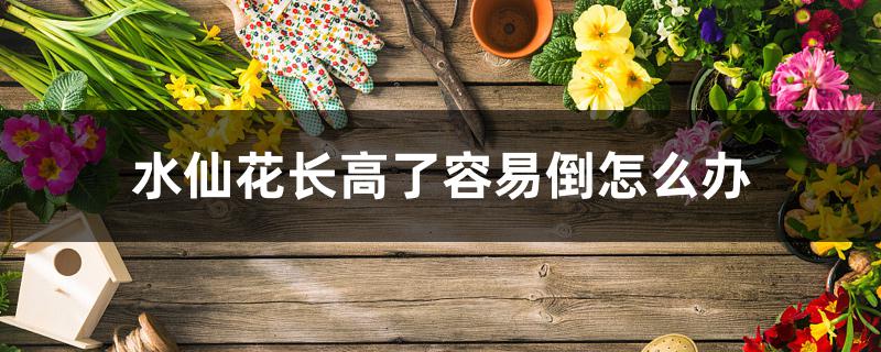水仙花长高了容易倒怎么办 水仙花长高了容易倒怎么办