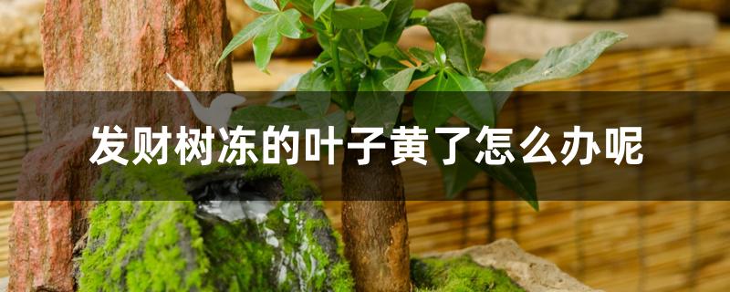 发财树冻的叶子黄了怎么办呢 发财树冻的叶子黄了怎么办呢