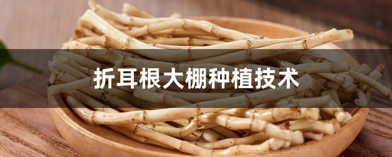 折耳根大棚种植技术 折耳根大棚种植技术