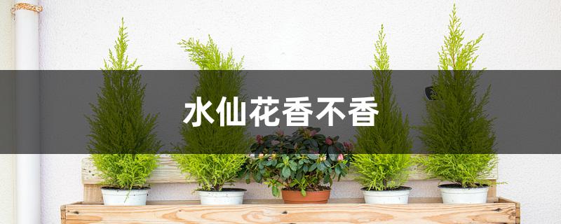 水仙花香不香 水仙花香不香