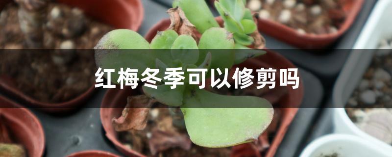红梅冬季可以修剪吗 红梅冬季可以修剪吗