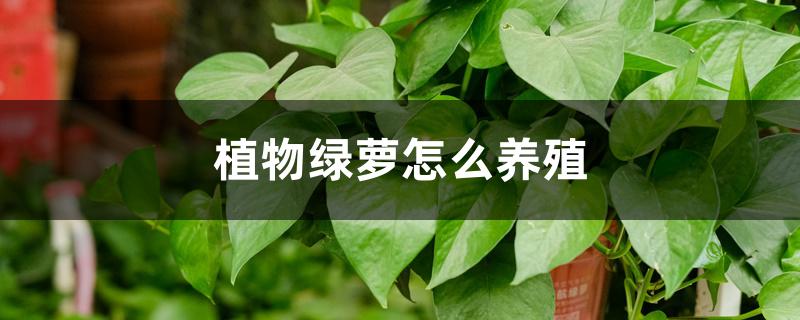 植物绿萝怎么养殖 植物绿萝怎么养殖