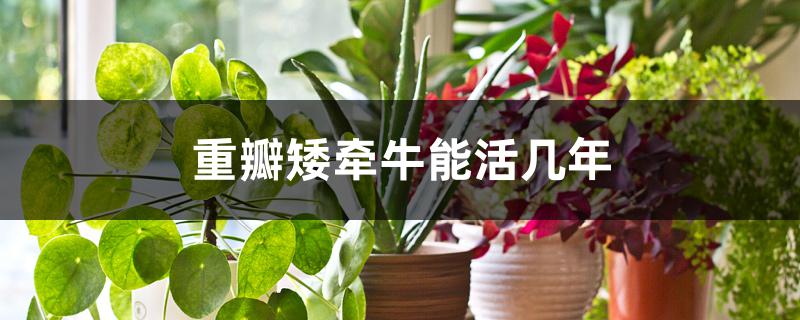 重瓣矮牵牛能活几年 重瓣矮牵牛能活几年