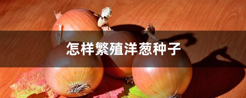 怎样繁殖洋葱种子 怎样繁殖洋葱种子