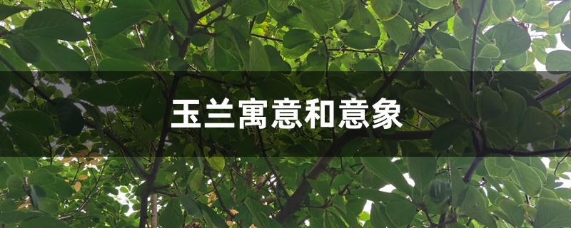 玉兰寓意和意象 玉兰寓意和意象