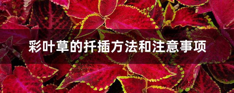 彩叶草的扦插方法和注意事项 彩叶草的扦插方法和注意事项