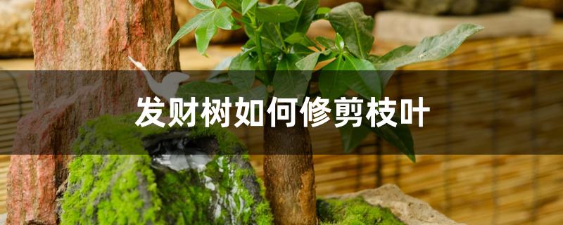 发财树如何修剪枝叶 发财树如何修剪枝叶