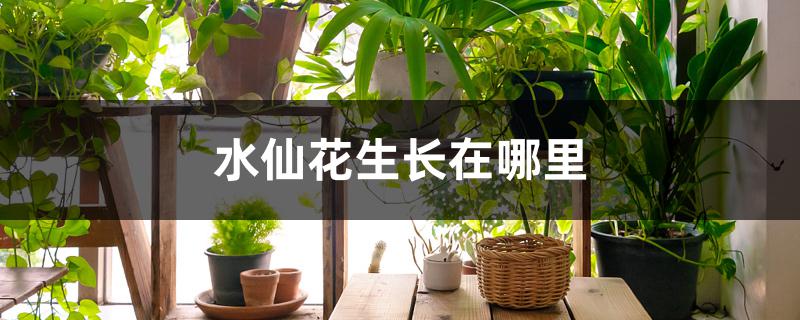 水仙花生长在哪里 水仙花生长在哪里
