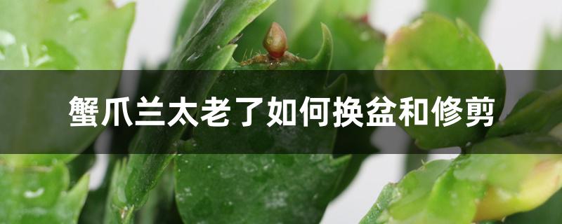 蟹爪兰太老了如何换盆和修剪 蟹爪兰太老了如何换盆和修剪