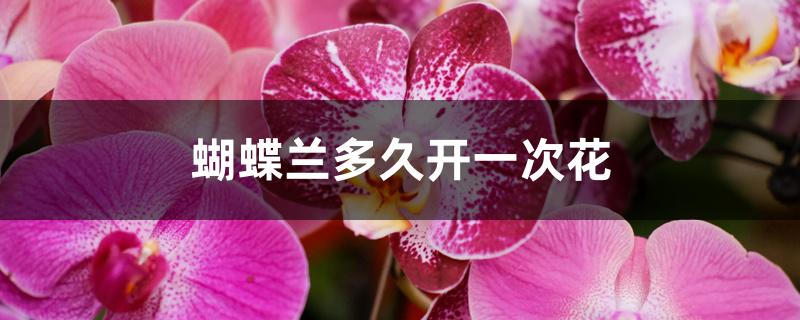 蝴蝶兰多久开一次花 蝴蝶兰多久开一次花