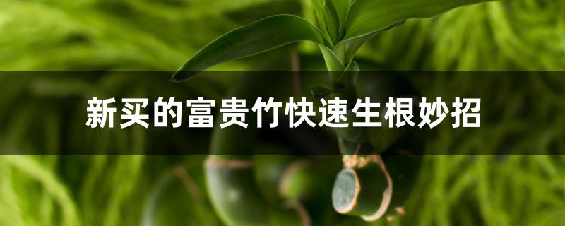 新买的富贵竹快速生根妙招 新买的富贵竹快速生根妙招