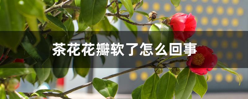 茶花花瓣软了怎么回事 茶花花瓣软了怎么回事