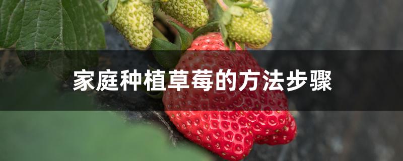 家庭种植草莓的方法步骤 家庭种植草莓的方法步骤