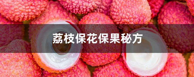 荔枝保花保果秘方 荔枝保花保果秘方
