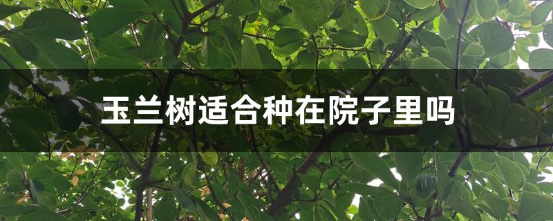 玉兰树适合种在院子里吗 玉兰树适合种在院子里吗