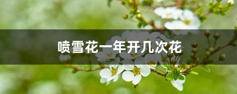 喷雪花一年开几次花 喷雪花一年开几次花