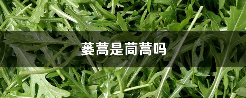 蒌蒿是茼蒿吗 蒌蒿是茼蒿吗