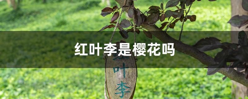 红叶李是樱花吗 红叶李是樱花吗