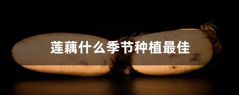 莲藕什么季节种植最佳 莲藕什么季节种植最佳