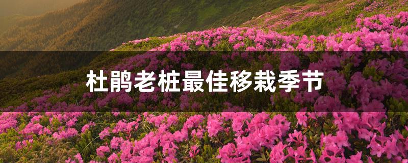 杜鹃老桩最佳移栽季节 杜鹃老桩最佳移栽季节