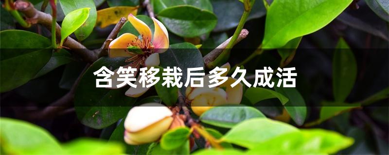 含笑移栽后多久成活 含笑移栽后多久成活