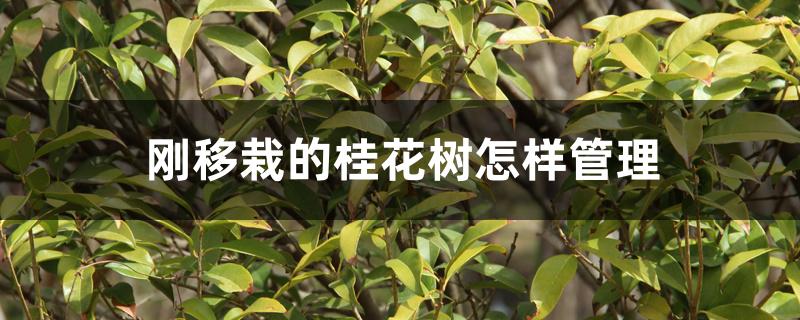 刚移栽的桂花树怎样管理 刚移栽的桂花树怎样管理