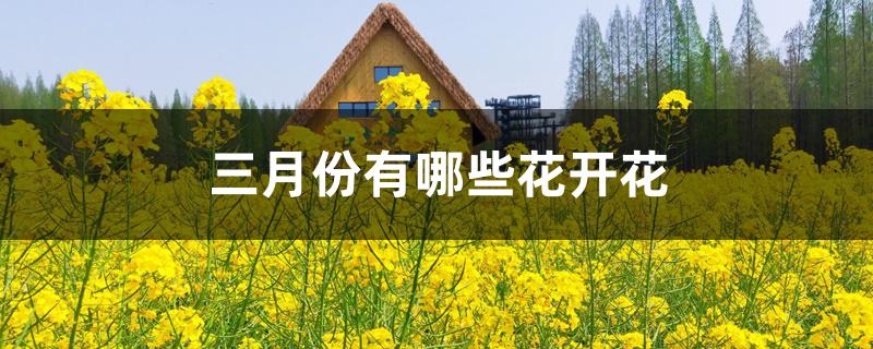 三月份有哪些花开花 三月份有哪些花开花