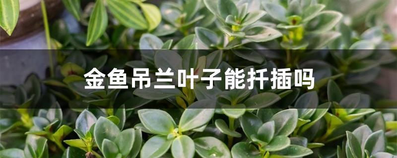 金鱼吊兰叶子能扦插吗