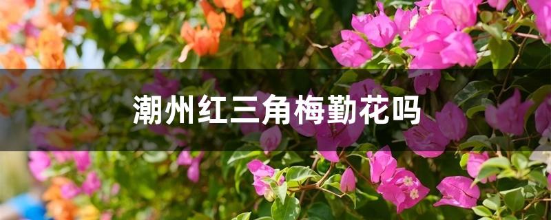 潮州红三角梅勤花吗 潮州红三角梅勤花吗
