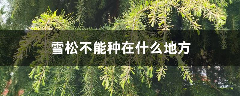 雪松不能种在什么地方 雪松不能种在什么地方