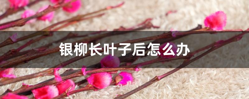 银柳长叶子后怎么办 银柳长叶子后怎么办