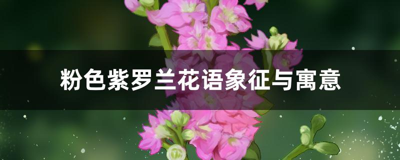 粉色紫罗兰花语象征与寓意 粉色紫罗兰花语象征与寓意
