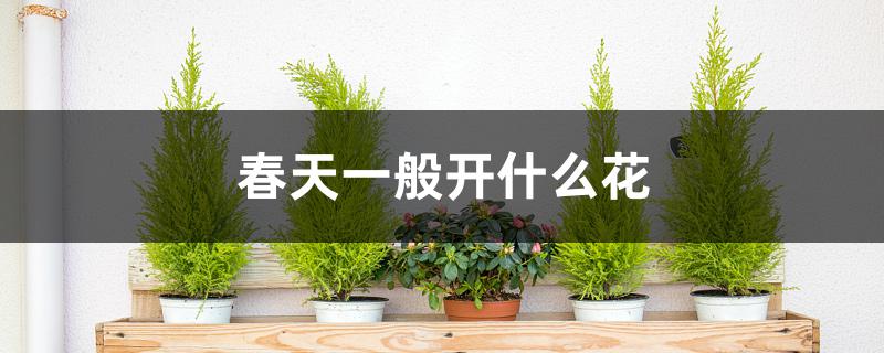 春天一般开什么花 春天一般开什么花