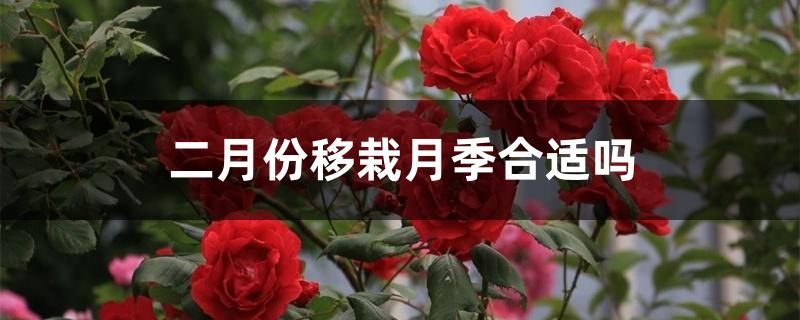 二月份移栽月季合适吗 二月份移栽月季合适吗