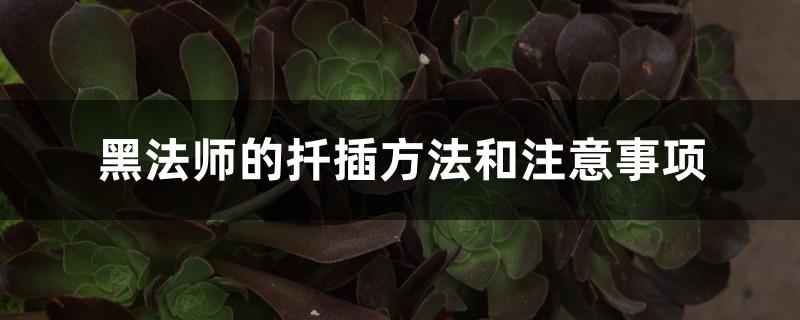 黑法师的扦插方法和注意事项 黑法师的扦插方法和注意事项