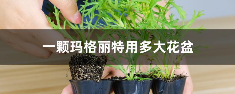 一颗玛格丽特用多大花盆 一颗玛格丽特用多大花盆