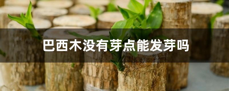 巴西木没有芽点能发芽吗 巴西木没有芽点能发芽吗